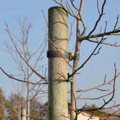 Pine stake  Height 300 cm